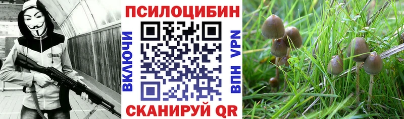 Псилоцибиновые грибы Psilocybine cubensis  Губкинский 