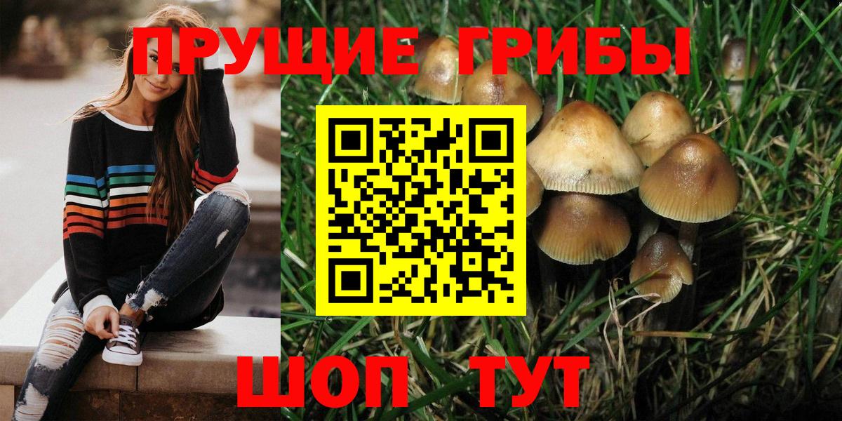 где купить наркоту  Вход с VPN  Губкинский  Галлюциногенные грибы Psilocybine cubensis 